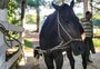 Equipe da EPTC recolhe 242 cavalos ao longo de 2019