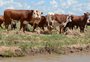 Alta no preço da carne estimula investimentos na pecuária gaúcha