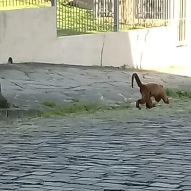 Bugio solto avistado na área urbana de Caxias do Sul.