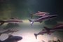 Nesta segunda-feira (30), o aquário de Balneário Camboriú, em Santa Catarina, terá sua pré-inauguração a partir das 9h. Peixes, jacarés, tartarugas, cobra sucuri e pinguins são alguns dos animais que já estão habitando as instalações do Oceanic Aquarium (Avenida Normando Tedesco, esquina com a Rua Quatro Mil), que é o maior do sul do Brasil.