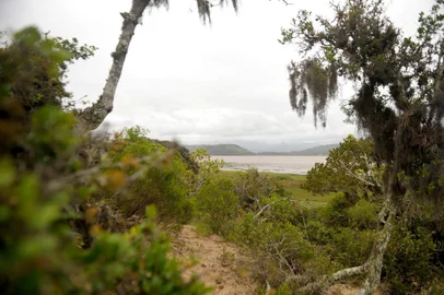  CAXIAS DO SUL, RS,  BRASIL, 09/12/2019A Área de Preservação Ambiental (APA) Itapeva, em Torres, completou 20 anos no dia 7 de dezembro, como importante unidade de conservação e biodiversidade em fauna e flora, incluindo espécies protegidas como as Bromélias e, entre os animais, o Tuco-tuco.(Lucas Amorelli/Agência RBS)