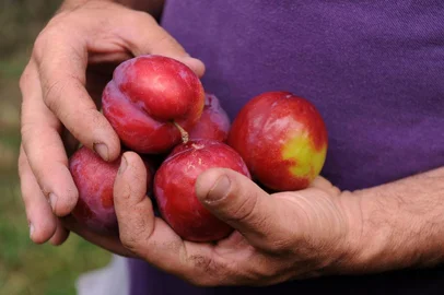  CAXIAS DO SUL, RS, BRASIL, 12/12/2019 - Safra de Frutas na Serra deve render 705 mil toneladas. NA FOTO: ex Mazzochi, produtor de ameixas de Ana Rech. Safra desta ano é 70% menor que o ano passado. (Marcelo Casagrande/Agência RBS)<!-- NICAID(14358007) -->