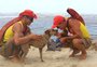 Após ser resgatado por guarda-vidas, cão que caiu no mar procura novo dono