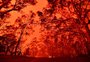 Incêndios na Austrália já mataram metade dos coalas da ilha Kangaroo