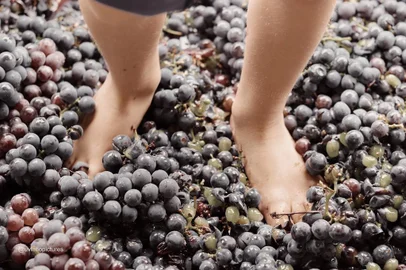 É época de alta temporada no Vale dos Vinhedos, com a Vindima. Na foto, pisa das uvas na Vinícola Miolo.