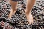 É época de alta temporada no Vale dos Vinhedos, com a Vindima. Na foto, pisa das uvas na Vinícola Miolo.