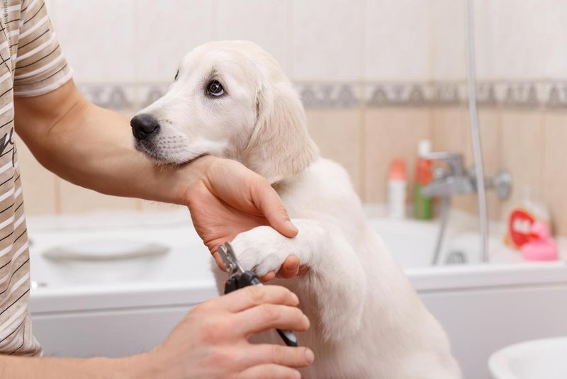 owner grooming his dog at homePORTO ALEGRE, RS, BRASIL,Manicure para cachorro. Higiene canina. (Foto: Iurii Sokolov / stock.adobe.com)Fonte: 98688001<!-- NICAID(14323106) -->