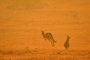  A kangaroo jumps in a field amidst smoke from a bushfire in Snowy Valley on the outskirts of Cooma on January 4, 2020. - Up to 3,000 military reservists were called up to tackle Australias relentless bushfire crisis on January 4, as tens of thousands of residents fled their homes amid catastrophic conditions. (Photo by SAEED KHAN / AFP)Editoria: DISLocal: CoomaIndexador: SAEED KHANSecao: fireFonte: AFPFotógrafo: STF<!-- NICAID(14381251) -->