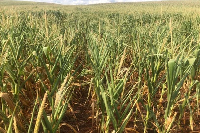 Nos Campos de Cima da Serra, a situação é crítica, como revelou o engenheiro agrônomo da Cooperativa Tritícola Mista Vacariense (Cooperval), César Tibola, em entrevista à Rádio Gaúcha Serra.