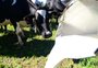 Estiagem também impacta produção de leite e de carne no RS