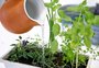Com o calor deste verão, qual o melhor horário para regar o jardim?