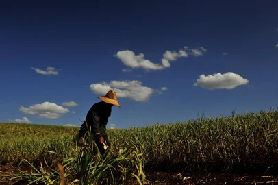 VACARIA, RS, BRASIL, 11/12/2018Produtores estão sendo afetados indiretamente pelo efeito do herbicida 2,4-D aplicado nas lavouras de soja.Plantação de alho do senhor Ivanir Marcon, produtor em Muitos Capões. (Lucas Amorelli/Agência RBS)<!-- NICAID(13870738) -->