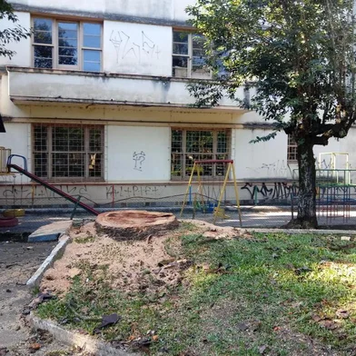 Moradores questionamo corte de araucárias em Galópolis