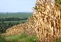 Dentro e fora de casa, efeitos ruins para a produção agrícola do RS