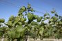  DOM PEDRITO- RS- BRASIL, 28/10/2019 - Produtores de uvas e oliveiras estão tendo prejuízos na lavoura, por causa do uso do herbicida 2,4 D usado pelos produtores de soja.   FOTO FERNANDO GOMES/ZERO HORA.<!-- NICAID(14306362) -->