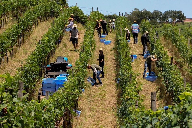  Os vinhateiros amadores colhem as uvas Pinot Noir que serão vinificadas