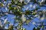  VIAMÃO, RS, BRASIL, 19-03-2019: Colheita das azeitonas em oliveiras plantadas na Quinta da Estância, em Viamão (FOTO FÉLIX ZUCCO/AGÊNCIA RBS, Caderno Campo).<!-- NICAID(14002195) -->
