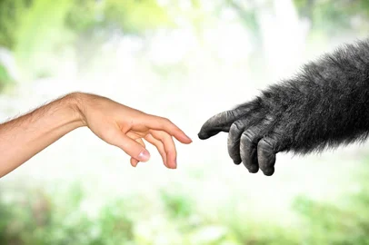  PORTO ALEGRE, RS, BRASIL, 26/11/2012- Evolução humana. Macaco e o homem. Foto:  David Carillet / stock.adobe.comFonte: 202185602<!-- NICAID(14408186) -->