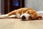  PORTO ALEGRE, RS, BRASIL, 22/10/2019- Sono dos dogs. (Foto: Soloviova Liudmyla / stock.adobe.com)Indexador: solovyovaFonte: 55901007Fotógrafo: Slleeping beagle dog on the wood<!-- NICAID(14298888) -->