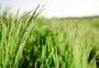 Arrozeiros diversificam negócio para viabilizar lavouras no RS