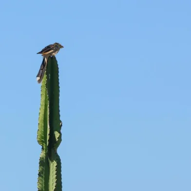  TRAMANDAÍ, RS, BRASIL - 13/02/2020- Passarinho senta em cactos.(Foto: Marco Favero / Agencia RBS)