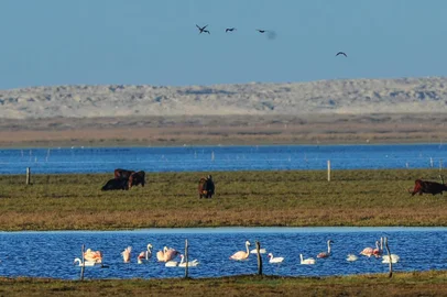  TAVARES, RS, BRASIL, 17-07-2019: Imagens do Parque Nacional Lagoa do Peixe, na cidade de Tavares (FOTO MARCO FAVERO, AGENCIA RBS, Editoria SuaVida).<!-- NICAID(14170834) -->