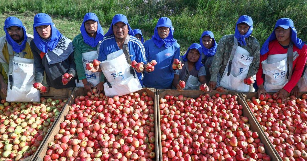 Empresas do RS intensificam contratações de indígenas para a colheita de maçã | GZH