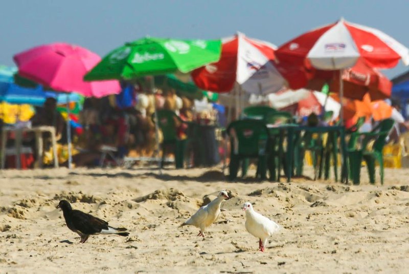  IMBE, RS, BRASIL - 15/02/2020 Pombas sao cada vez mais frequentes em praias, indicando que o nivel de polucao esta aumentando. (Foto: Marco Favero / Agencia RBS)Indexador: jeff botega<!-- NICAID(14420684) -->