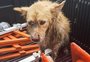 VÍDEO: cachorro é resgatado depois de cair nas águas do Arroio Dilúvio