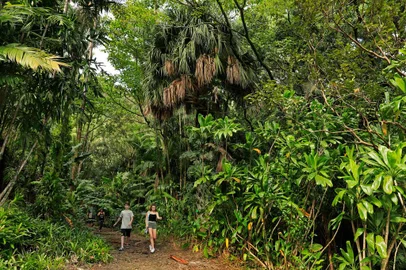 The Lyon Arboretum, with seven miles of foliage-lined hiking trails, serves as an outdoor ecosystem laboratory for the University of Hawaii. For many travelers, Honolulu is just a stopover en route to Maui or Kauai, with a goal of avoiding the overtouristHONOLULU, Hawaii â BC-TRAVEL-TIMES-36-HONOLULU-ART-NYTSF â The Lyon Arboretum, with seven miles of foliage-lined hiking trails, serves as an outdoor ecosystem laboratory for the University of Hawaii. For many travelers, Honolulu is just a stopover en route to Maui or Kauai, with a goal of avoiding the overtouristed maze that Waikiki has become. In 2018, nearly 6 million travelers arrived by air to the island of Oahu, up 16.2 percent in five years. But there is still plenty to do and see in the multicultural Hawaiian capital while skirting the edge of the crowds: Museums shed light on historic Hawaii; chefs offer updated takes on traditional ingredients; and bars concoct new versions of kitschy aloha cocktails. (Marco Garcia/The New York Times)--ONLY FOR USE WITH ARTICLE SLUGGED -- BC-TRAVEL-TIMES-36-HONOLULU-ART-NYTSF -- OTHER USE PROHIBITED.Local: HonoluluIndexador: Marco GarciaFonte: NYTSFFotógrafo: STR<!-- NICAID(14415735) -->