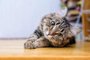 Portrait of a beautiful gray striped cat close upRetrato de um belo gato listrado cinza de pertoFonte: 236992283<!-- NICAID(14327104) -->