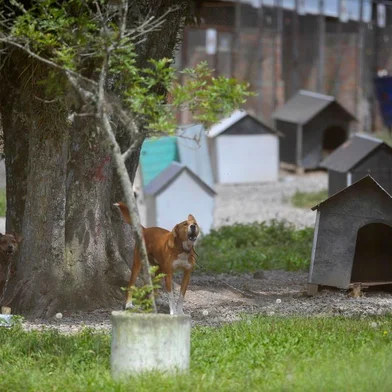  CAXIAS DO SUL, RS, BRASIL, 03/03/2020 Vencedora da licitação para construção do Centro de Bem-Estar Animal foi homologada, mas contrato ainda não foi assinado para dar início à obra.(Lucas Amorelli/Agência RBS)<!-- NICAID(14438373) -->