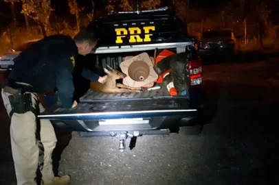 Veado é resgato por agentes da PRF em Bento Gonçalves <!-- NICAID(14443821) -->