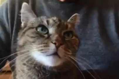 Anthony Hopkins toca piano para seu gato durante isolamento do coronavírus<!-- NICAID(14455849) -->