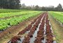 Telentrega vira opção para quem quer hortifrúti sem sair de casa