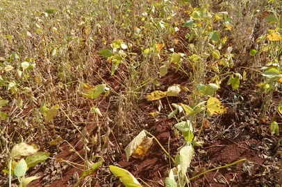 Lavoura de soja em Vitor Graeff