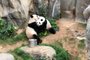 Ying Ying e Le Le, do Ocean Park em Hong Kong vem performando rituais de acasalamento após suspensão da visita de humanos ao zoológico<!-- NICAID(14470993) -->