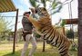 Em "A Máfia dos Tigres", os humanos é que são exóticos