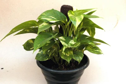 #Máquina: D1-5021744Sugestão de plantas próprias para ambiente fechado - filodendo<!-- NICAID(1313716) -->