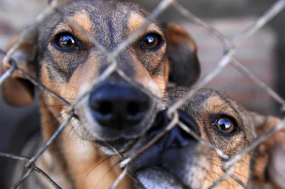  CAXIAS DO SUL, RS, BRASIL, 28/04/2020 - Em alguns lugares, durante período de distanciamento social, houve aumento de adoção de animais. O canil municipal cuida de mais de 700 animais que estão para adoção. (Marcelo Casagrande/Agência RBS)<!-- NICAID(14487669) -->