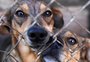 Entidades de auxílio a animais em Caxias enfrentam dificuldades em meio à pandemia