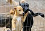 O que levar em consideração ao adotar um pet durante a pandemia