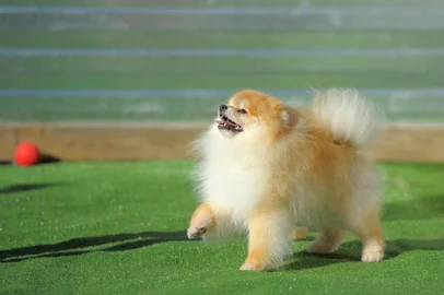Portrait of red puppy of german spitz on artificial grassPORTO ALEGRE, RS, BRASIL,11/05/2020 - Lulu da pomerânia. Foto:Tolubaev Stanislav / stock.adobe.com/Indexador: Toloubaev Stanislav tsteve@mail.Fonte: 163330470<!-- NICAID(14496979) -->