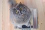  The gray big long-haired British cat sits on the scales and looks up. Concept weight gain during the New Year holidays, obesity, diet for the cat.Fonte: 233463370Fotógrafo: The gray big long-haired British<!-- NICAID(14499061) -->