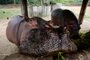 SAPUCAIA DO SUL, RS, BRASIL, 21-05-2020: Fêmeas de hipopótamo.  Zoológico de Sapucaia, na região metropolitana de Porto Alegre, se prepara para voltar a receber visitantes. A instituição foi fechada por pelo menos dois meses para o público, mas os animais continuaram a receber todos os cuidados. (Foto: Mateus Bruxel / Agência RBS)Indexador: Mateus Bruxel<!-- NICAID(14505118) -->