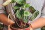 Studio Floe, floricultura e telentrega de plantas em Porto AlegreNa foto, uma peperômia melancia<!-- NICAID(14511379) -->