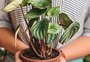 Conheça serviços de telentrega de plantas em Porto Alegre