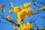  PORTO ALEGRE,RS,BRASIL.Chegada da Primavera,com arvores com poucas flores.(RONALDO BERNARDI/AGENCIA RBS).<!-- NICAID(14259792) -->