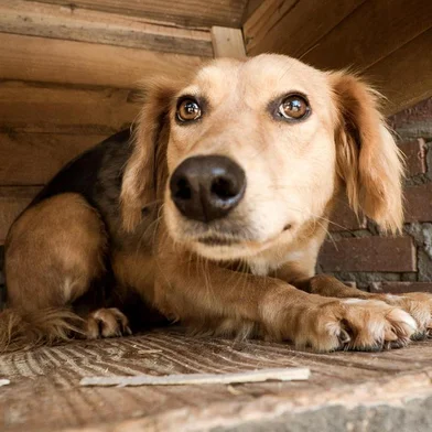  CAXAIS DO SUL, RS, BRASIL (22/05/2020)São 698 animais sem nome, sem donos, sem um lar. Eles esperam por uma casa, querem correr livre de correntes e brincar com uma bola. Todos vivem no Canil Municipal de Caxias do Sul e estão à espera de carinho e um cantinho no quintal ou dentro de casa para chamar de seu. A nova campanha Adote por Amor uniu as ONGs Grupo de Apoio Pet (GAP), Help Vira Latas, SOS Peludos, a Associação VIDA e a prefeitura para encontrar um lar para cada um dos animais que vivem no abrigo. Muitos deles já tiveram donos e foram abandonados ou fugiram e se perderam. Outros nasceram, cresceram e vão morrer no canil. Com o tema 698 corações em espera, a ação começou na quarta-feira (20), com divulgação de um vídeo e fotos nas redes sociais para sensibilizar à população. A Tonificante Agência de Marketing e a Luvi Filmes foram os responsáveis pela produção. (Luís Henrique Bisol Ramon/Divulgação)<!-- NICAID(14505924) -->