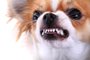 dangerous chihuahua faceCachorro Chihuahua, cão, cachorro, dog. Foto:  jonnysek / stock.adobe.comIndexador: www.jirivaclavek.czFonte: 132853993<!-- NICAID(14515011) -->